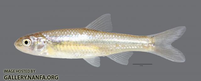 Notropis simus Bluntnose Shiner 2015WS