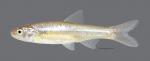 Notropis simus Bluntnose Shiner 2015WS