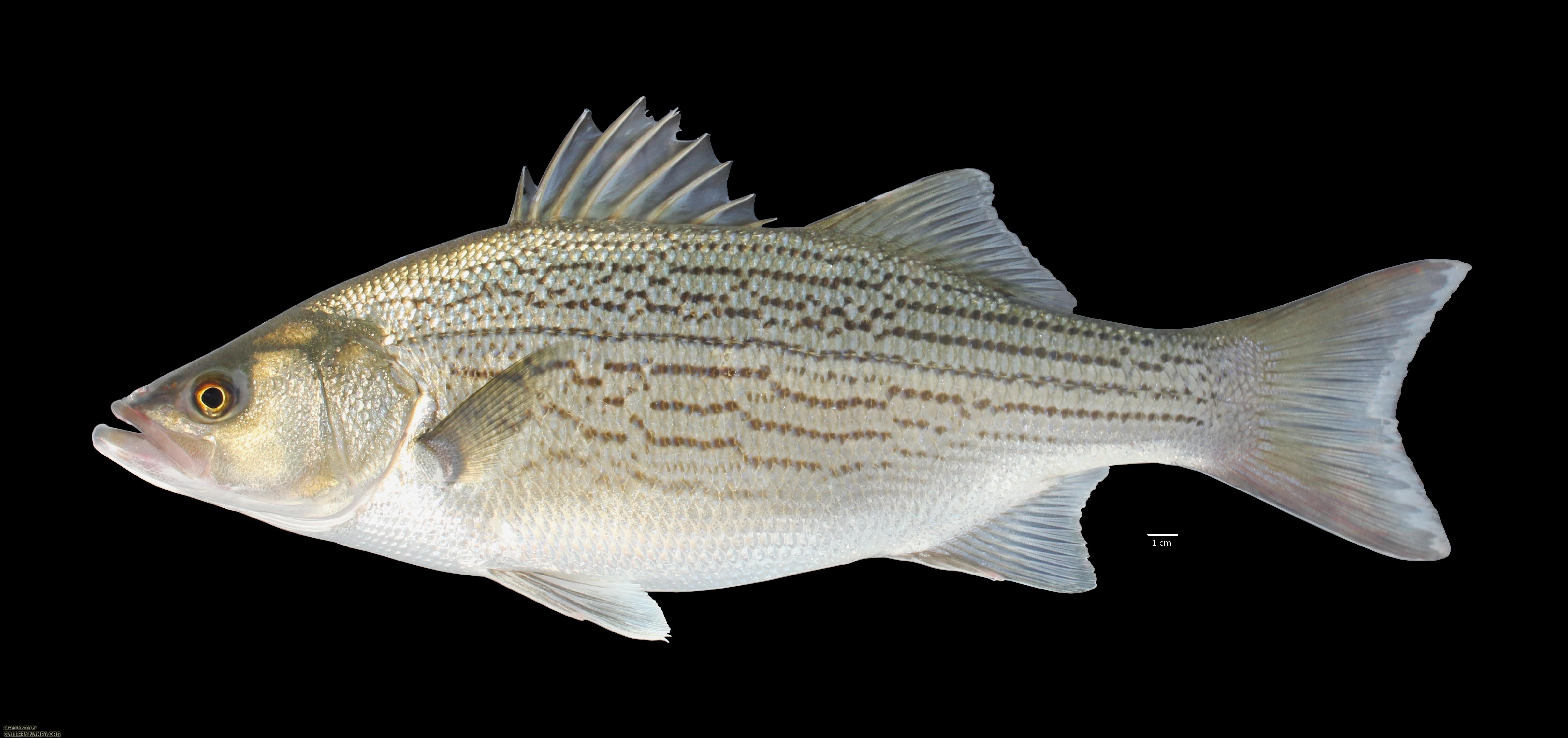White Bass (Morone chrysops)