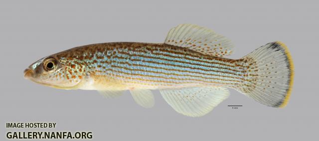 Fundulus catenatus Northern Studfish 3845ws