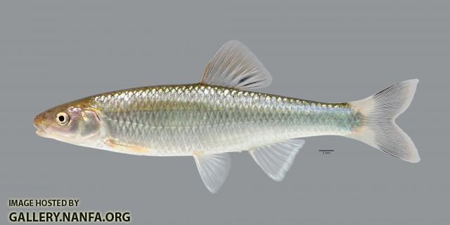 Cyprinella galactura Whitetail Shiner 3586ws