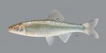 Cyprinella galactura Whitetail Shiner 3586ws