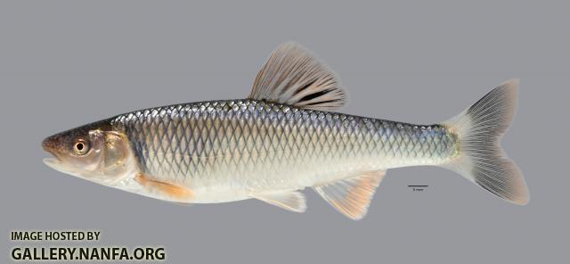 Cyprinella galactura Whitetail Shiner 3737ws