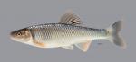 Cyprinella galactura Whitetail Shiner 3737ws