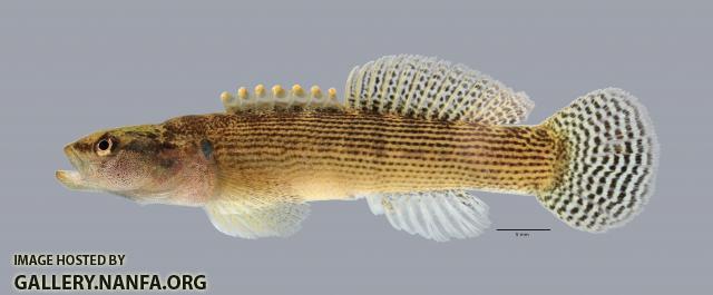 Etheostoma flabellare Fantail Darter 4388ws