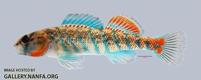 Etheostoma uniporum Current Darter 4020ws