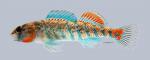 Etheostoma uniporum Current Darter 4020ws