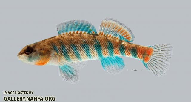 Etheostoma uniporum Current Darter 4104ws