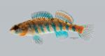 Etheostoma uniporum Current Darter 4104ws