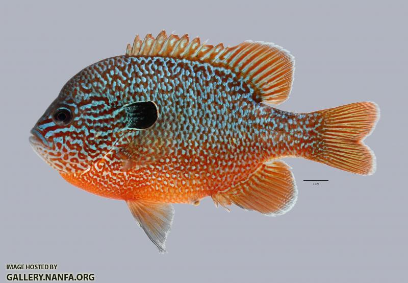 Lepomis megalotis Longear Sunfish 4222ws 