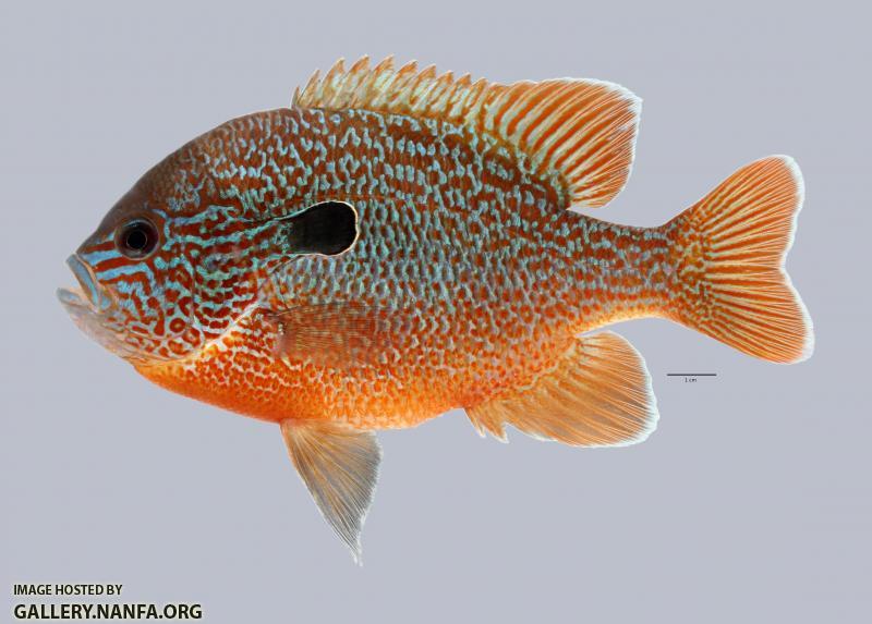 Lepomis megalotis Longear Sunfish 4346ws