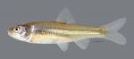 Notropis bairdi Red River Shiner 4570ws