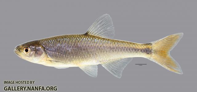 Lythrurus umbratilis Redfin Shiner4510ws 