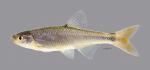 Lythrurus umbratilis Redfin Shiner4510ws 