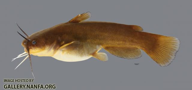 Ameiurus natalis  Yellow Bullhead 754ws