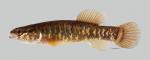 Umbra limi Central Mudminnow 993ws