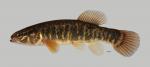 Umbra limi Central Mudminnow 1220ws