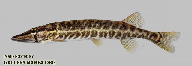 Esox americanus vermiculatus Grass Pickerel 1409ws