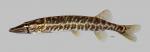 Esox americanus vermiculatus Grass Pickerel 1409ws