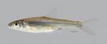 Ericymba buccata Silverjaw Minnow 297ws