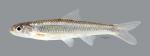 Notropis stramineus Sand Shiner 236ws