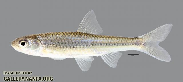 Notropis stramineus Sand Shiner 443ws