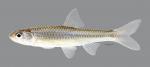 Notropis stramineus Sand Shiner 443ws