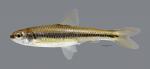 Notropis Texanus Weed Shiner 070ws