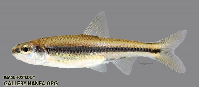 Notropis Texanus Weed SHiner 527ws