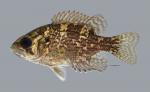 Ambloplites rupestris Rock Bass 295ws