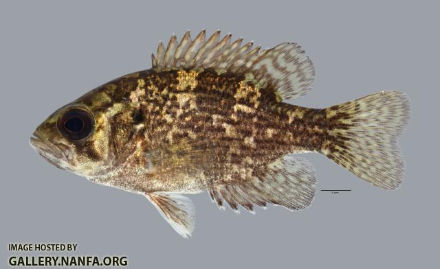 Ambloplites rupestris Rock Bass 295ws