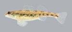 Etheostoma teddyroosevelt  Highland Darter 1924