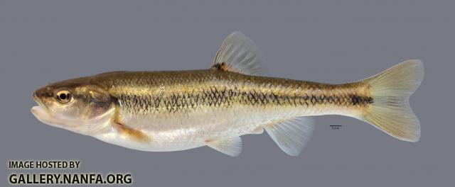 Semotilus atromaculatus Creek Chub 1603ws