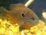 Northern Longear Sunfish