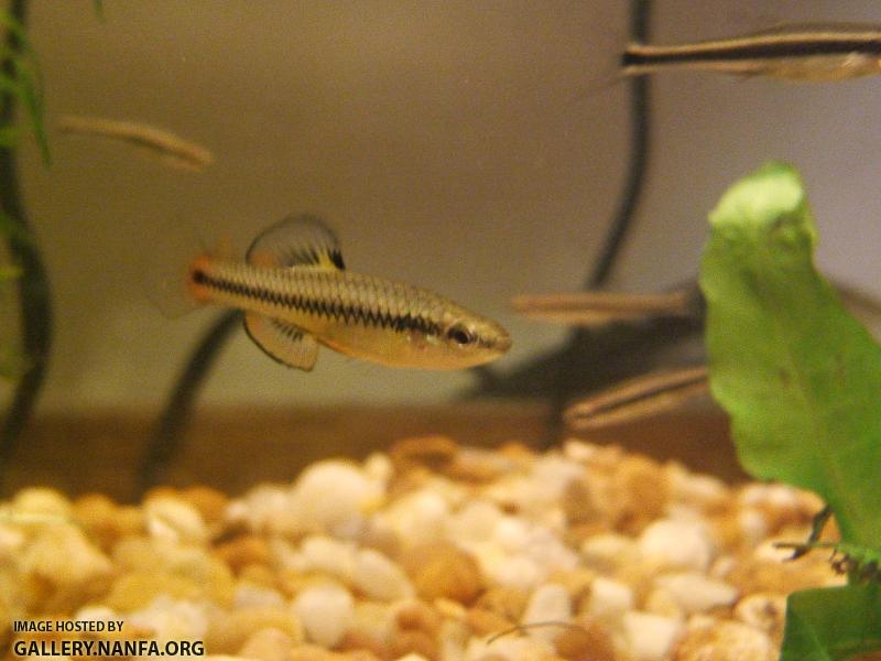 Bluefin killifish