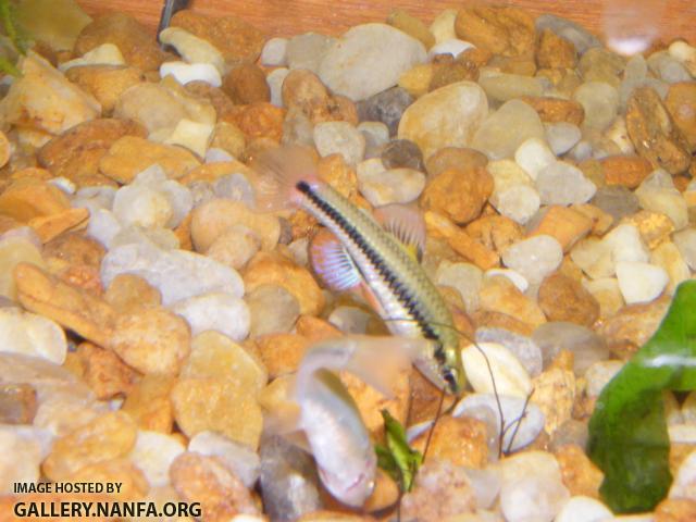 Bluefin killifish