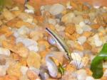 Bluefin killifish