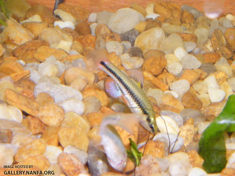 Bluefin killifish