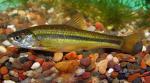 Brassy Minnow - Hybognathus hankinsoni