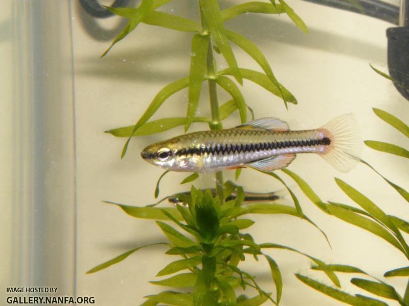 Bluefin killifish