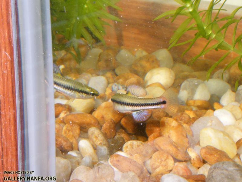 Bluefin killifish