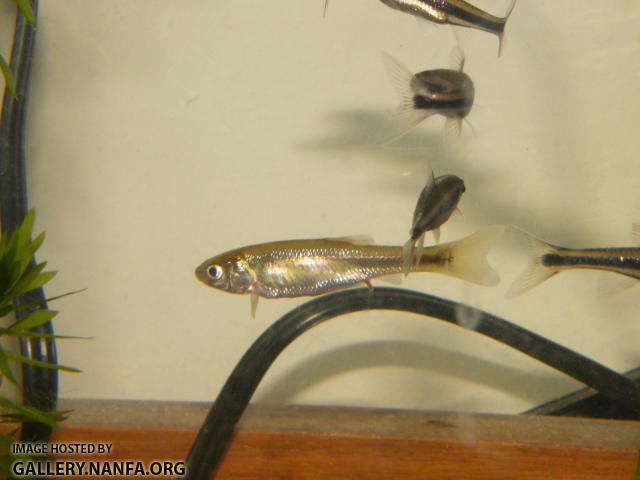 Fathead minnow