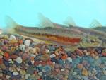 Western Blacknose Dace - Rhinichthys obtusus