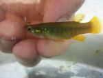 Golden Topminnow