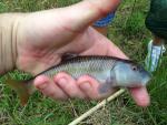 Bluehead Chub