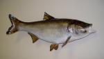 Bighead Carp - Hypophthalmichthys nobilis