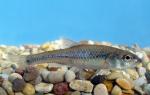 Bigmouth Shiner - Notropis dorsallis