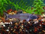 Bullhead Minnow - Pimephales vigiilax