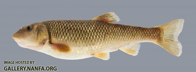 Nocomis asper Redspot Chub 1418