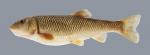 Nocomis asper Redspot Chub 1418